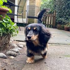 Video posted by Olive, Ruthie & Jeffrey (@olive.the.tiny.doodle)