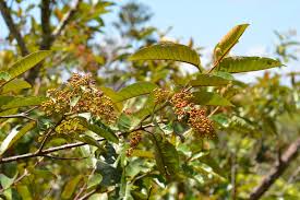 Image result for Harungana madagascariensis