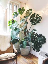 Check spelling or type a new query. My Monstera Is So Much Happier On His Moss Pole Houseplants