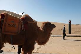 But how much does a camel cost? China Launches Traffic Signal For Camels