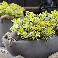 Maybe you would like to learn more about one of these? Sedum Atlantis Plant Rhs Plant Of Year 2019 Look Again