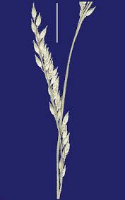 Image result for Eriochloa procera