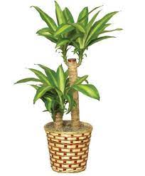 Light requirements caring for corn plant is relatively easy. Basket Of Corn Plants Dracaena Fragrans Massangeana All House Plants Flower Shop Network