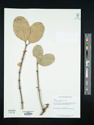 Image result for Garcinia pachyclada