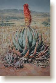 Image result for Pavetta zeyheri