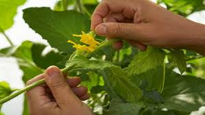 Image result for how to self pollinate cucumbers