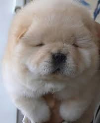 We did not find results for: 15 Chubby Puppies That Look Like Teddy Bears 3 Million Dogs