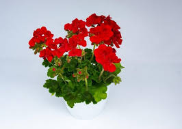 Image result for Pelargonium apetalum