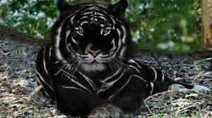 Tigre Noir Youtube Lion noir silhouette animal mâle lion mâle sauvage faune nature art illustration scrapbooking fond blanc. tigre noir