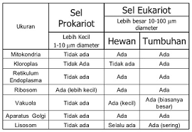 10 sel tumbuhan vs sel hewan pada dasarnya, struktur penyusun sel pada tumbuhan dan hewan adalah sama. Perbedaan Struktur Sel Prokariotik Dengan Eukariotik
