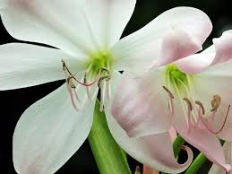We did not find results for: 52 Incredible White Flowers With Names Meaning And Pictures Florgeous