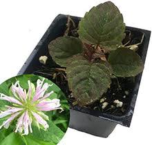 Image result for Chlorophytum perfoliatum