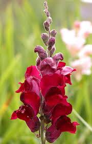 Snapdragon Antirrhinum Majus Snapdragon Flowers Flower Photos Antirrhinum