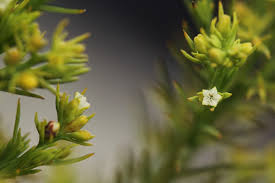 Image result for Thesium whyteanum