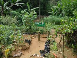 تحميل اغاني mp3و mp4موقع ميوزيكنا. Home Vegetable Garden In Sri Lanka Img Willy