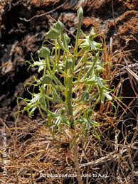 Image result for Bonatea pulchella