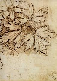 Leonardo Da Vinci Drawing Flowers Dessin Leonard De Vinci Leonardo De Vinci Da Vinci