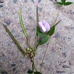 Image result for Centrosema pubescens