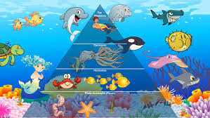 Ocean Ecological Pyramid Tynker How we can keep plastics out of our ocean plastic pollution poses one of the biggest known threats to the ocean, influencing all ecosystems from beautiful coral reefs to abyssal trenches, eventually accumulating in. ocean ecological pyramid tynker