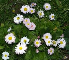 Image result for Bellis