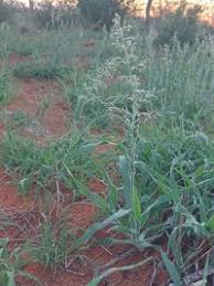 Image result for Schmidtia kalahariensis