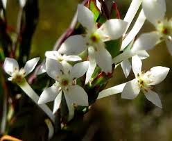 Image result for Struthiola