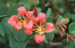 Image result for Bauhinia galpinii