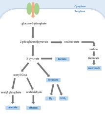 Mixed Acid Fermentation Wikipedia