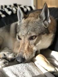 Während der mensch über einen langen zeitraum hinweg aus dem wilden wolf die unterschiedlichsten haushunde züchtete, fanden im laufe. 17 Saarloos Wolfhund Ideen Wolf Hunde Wolf Hunde