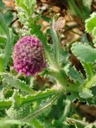 Image result for Sphaeranthus peduncularis