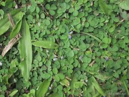 Image result for Grona afra