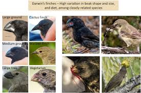 Answer key beaks lab practice. Periodic Reporting For Period 1 Finch Evo Devo Developmental Basis Of Beak Shape Variation In Darwin S Finches Report Summary Finch Evo Devo H2020 Cordis European Commission