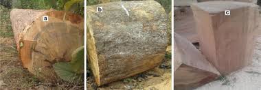 Image result for Klainedoxa