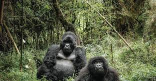 Image result for Brazzeia longipedicellata