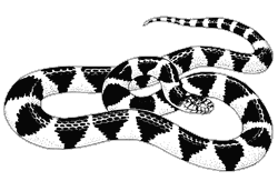 Black And White Snake Northern California Western Blind Snake Leptotyphlops Humilis