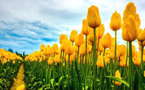 Aesthetic cute designs for notes. Tulip Wallpapers Top Free Tulip Backgrounds Wallpaperaccess