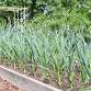 Seed Library Program: Get Your Hands Dirty: Garlic... event in Glen Cove, NY