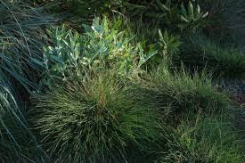 Image result for Festuca simensis