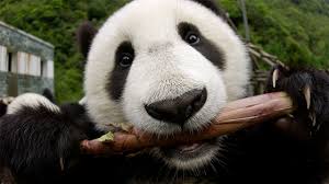 It takes 28 pounds of bamboo to satisfy a giant panda's daily dietary needs, and it. Panda Tongues Evolved To Protect Them From Toxins Study Suggests Science Aaas