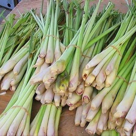 Fresh Culinary Lemongrass