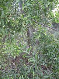 Image result for Acacia melanoxylon