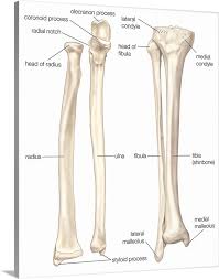 The axial skeleton supports the head, neck, back, and chest and thus forms the vertical axis of the body. Comparison Of Bones Of Forearm And Lower Leg Anterior View Skeletal System Wall Art Canvas Prints Framed Prints Wall Peels Great Big Canvas