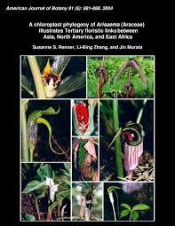 Image result for Arisaema mildbraedii