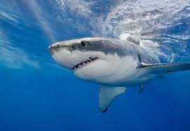 A man has been attacked by a shark in perth's swan river, at point walter reserve in the suburb of bicton. Why Are Shark Attacks On The Rise Live Science