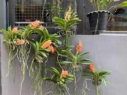 Maybe you would like to learn more about one of these? Rhynchorides Bangkok áž• áž€ Pka Gardening And Greenery Facebook