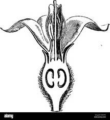 Image result for Pavetta sp. B