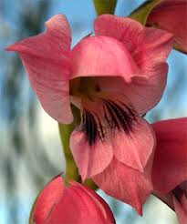 Image result for Gladiolus crassifolius