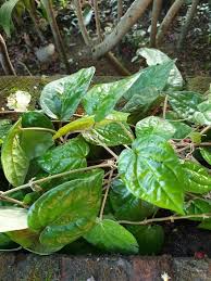 Image result for Aneilema umbrosum