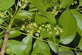 Image result for Swietenia