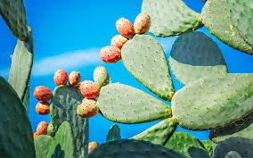Native to many different desert parts in the southwest, there's no better way than to achieve that arizona desert look for your landscape then. Prickly Pear Benefits In Skincare Bareminerals